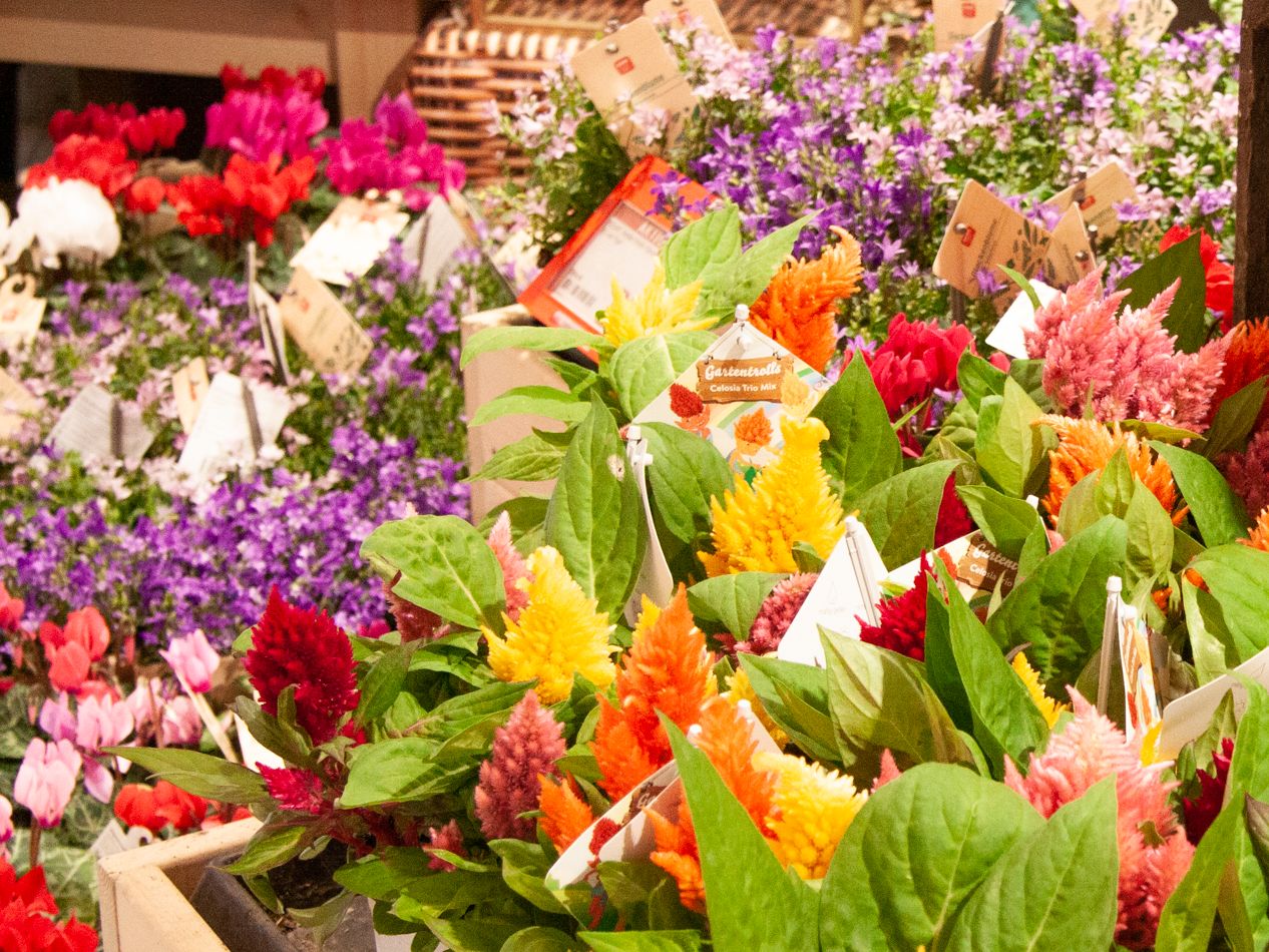 Blumen