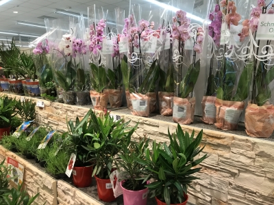 Blumen