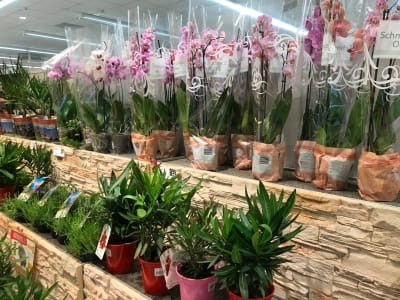 Wechselnde Blumen und Pflanzen