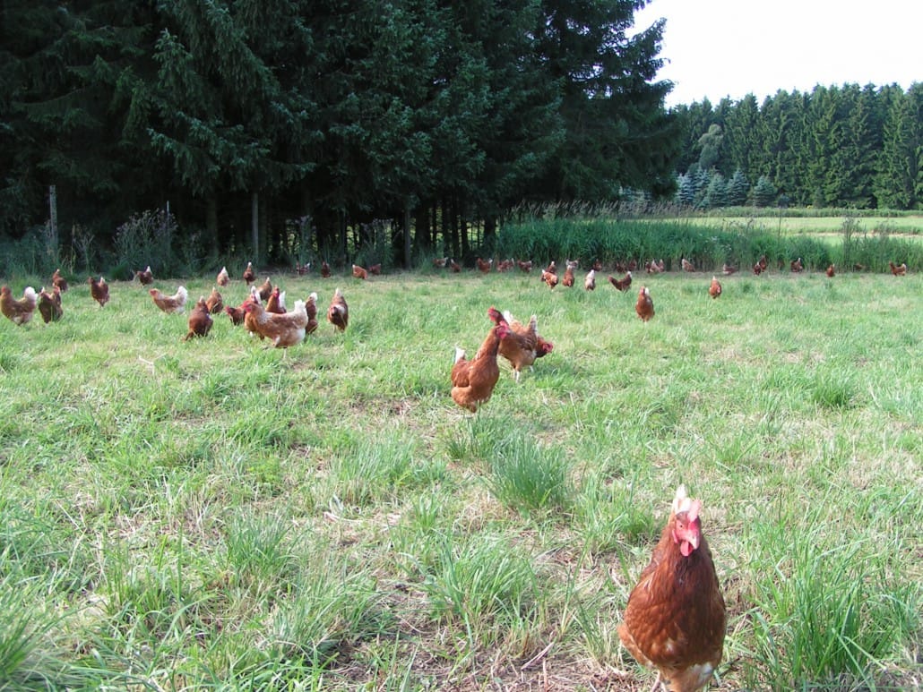 Die Hühner auf dem Möllenhof erkunden die grüne Wiese.