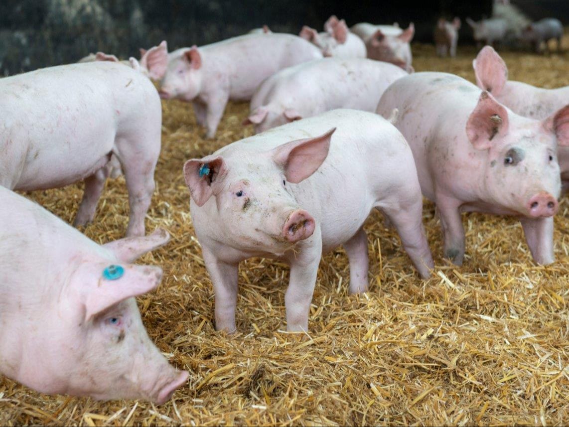 Strohschweine wachsen in der gleichen Gruppe auf