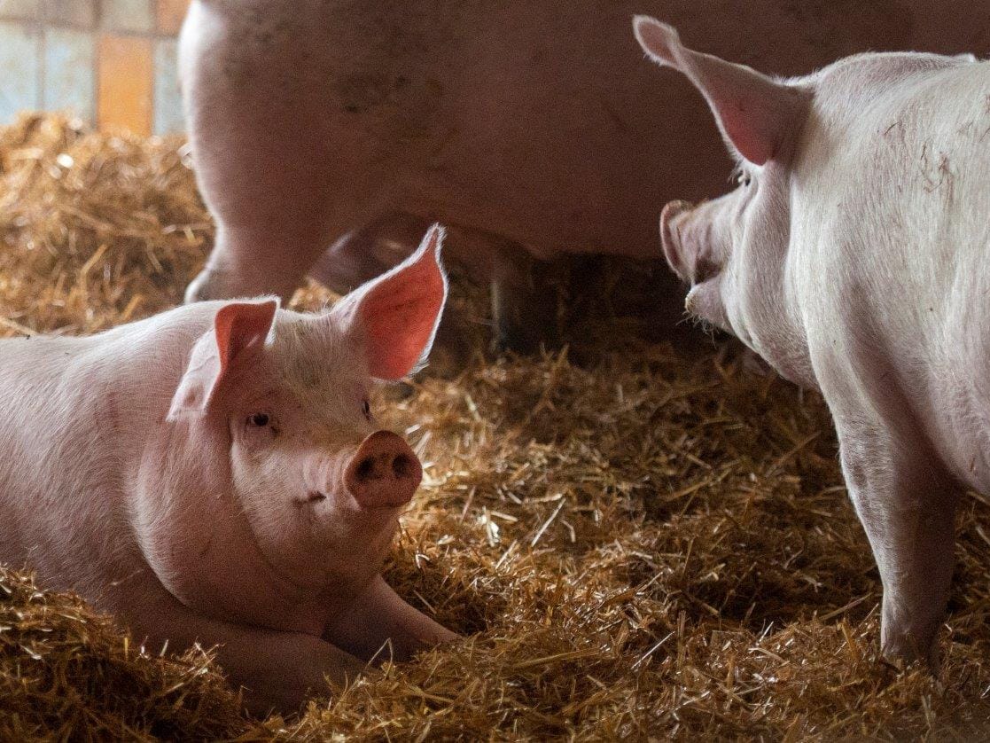 Kurze Wege und stressarme Schlachtung können wir bei unseren Strohschweinen garantieren