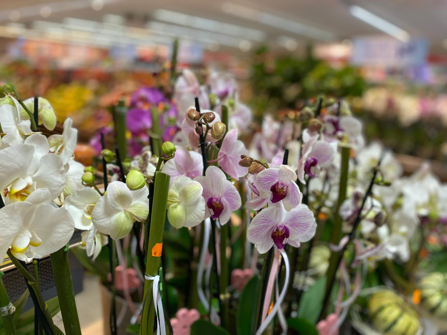 Blumen und Pflanzen vom Floristen