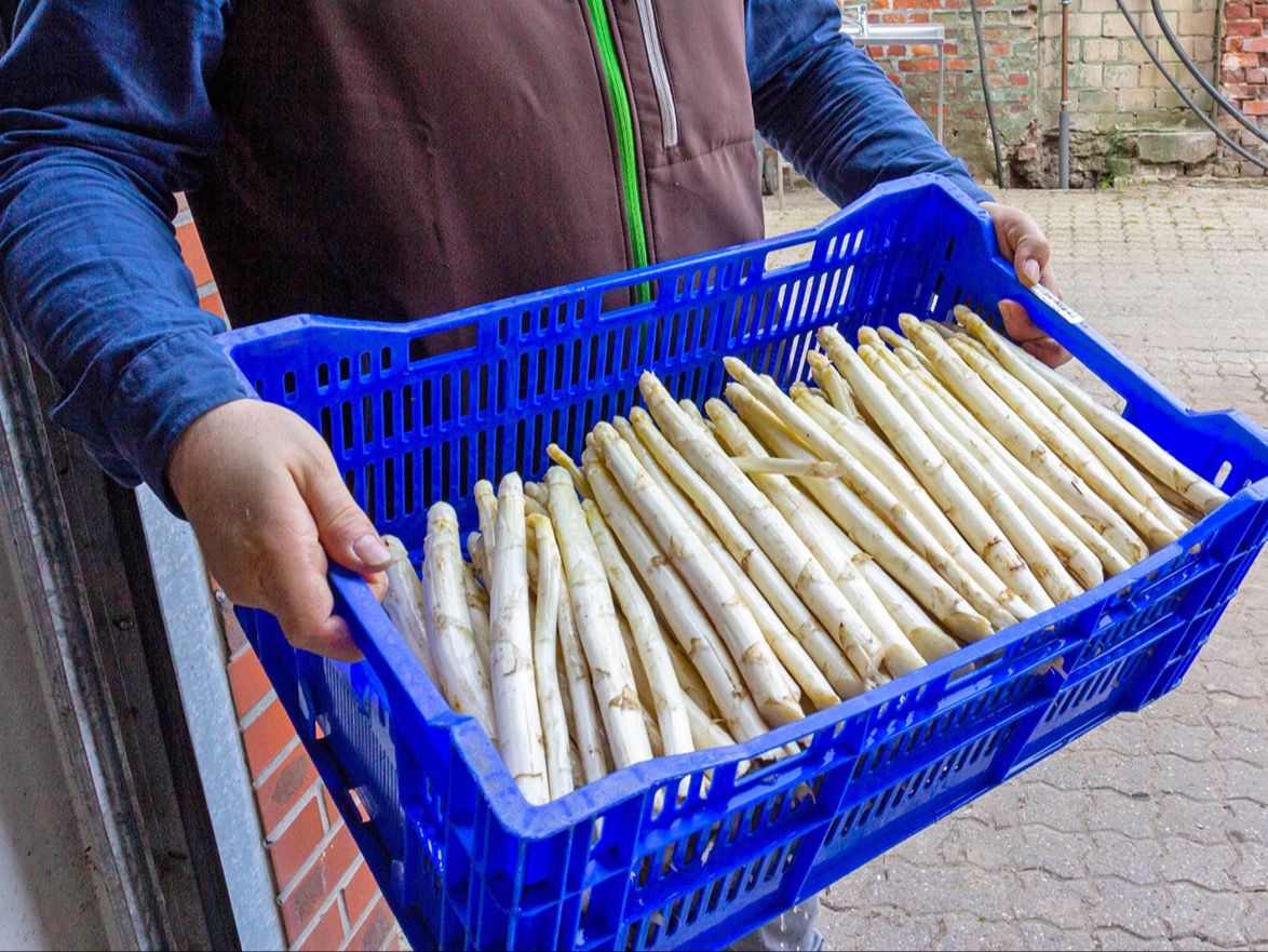Spargel